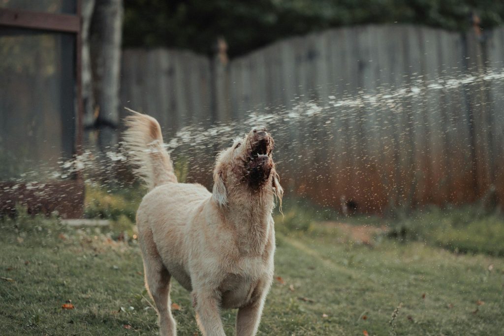 Chien des voisins pleure et aboie toute la journée
